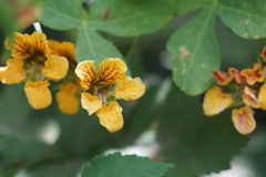 Tropaeolum ciliatum