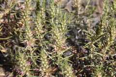 Pleurophora pungens