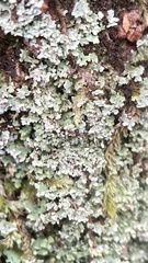 Cladonia subcariosa