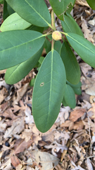 Rhododendron catawbiense
