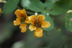 Tropaeolum ciliatum