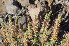 Pleurophora pungens