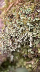Cladonia subcariosa