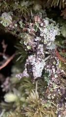 Cladonia subcariosa