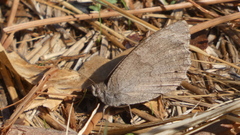 Hipparchia statilinus