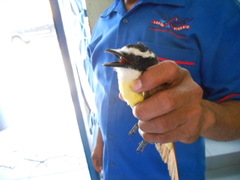 Pitangus sulphuratus