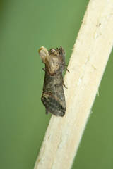 Abrostola triplasia