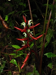 Heliconia scarlatina