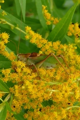 Tettigonia cantans