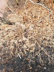 Eupatorium serotinum