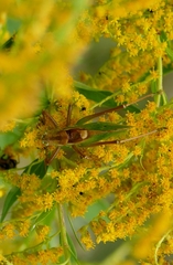 Tettigonia cantans