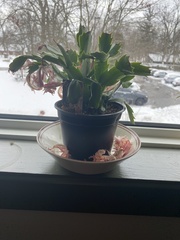 Schlumbergera truncata