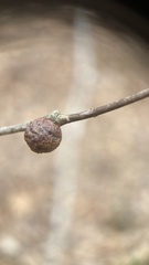 Disholcaspis quercusglobulus