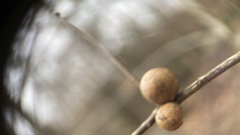 Disholcaspis quercusglobulus