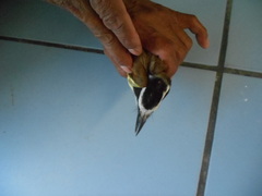 Pitangus sulphuratus