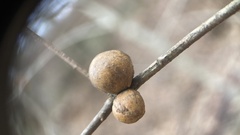 Disholcaspis quercusglobulus