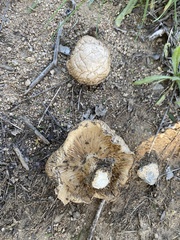Gloeophyllales