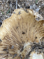 Gloeophyllales