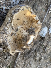 Gloeophyllales