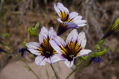 Salpiglossis sinuata