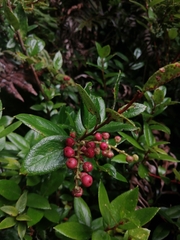 Gaultheria insana