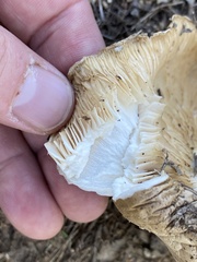 Gloeophyllales