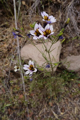 Salpiglossis sinuata