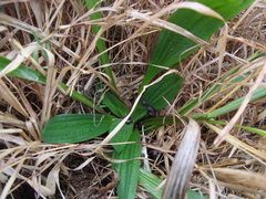 Plantago lanceolata