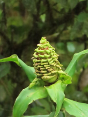 Costus asplundii