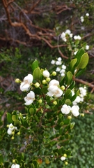 Luma apiculata