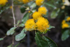 Azara serrata
