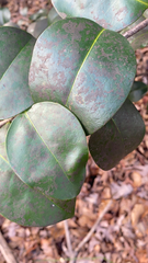 Ficus elastica