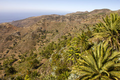 Phoenix canariensis image