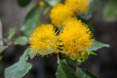 Azara serrata