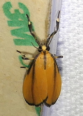 Lycomorphodes reducta