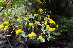 Azara serrata