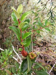 Gaultheria insana