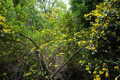Azara serrata