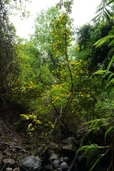 Azara serrata