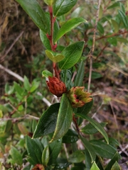 Gaultheria insana