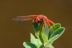 Sympetrum illotum