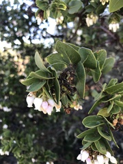 Arctostaphylos purissima purissima