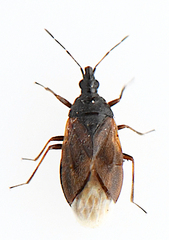 Acompocoris