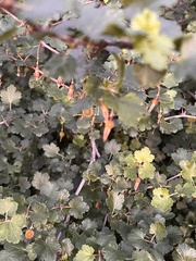 Ribes californicum
