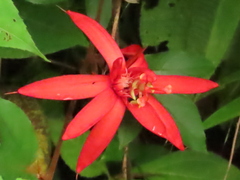 Passiflora vitifolia