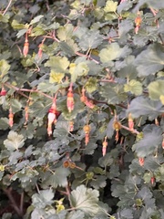 Ribes californicum