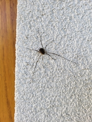 Lacinius dentiger