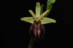 Ophrys sphegodes