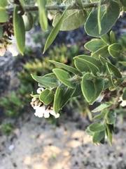 Arctostaphylos purissima purissima