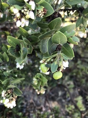 Arctostaphylos purissima purissima